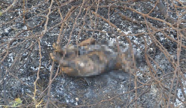 Adana'da köpek yavrusunun yakılarak öldürüldüğü iddiası