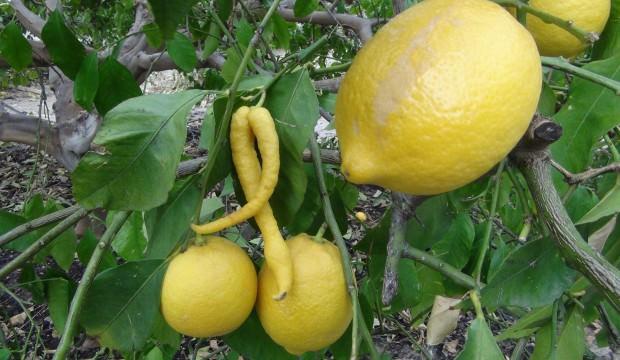 Biber görünümlü limon!