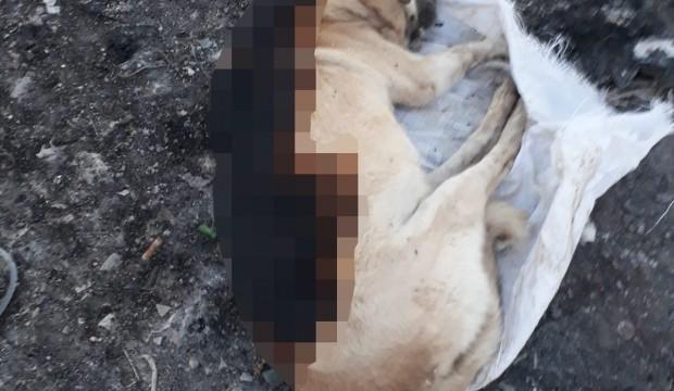 Konya'da çuval içerisinde yakılmış köpek ölüsü bulundu