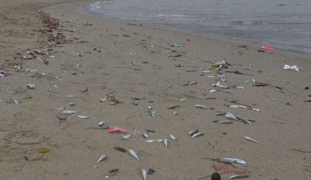 Antalya'da sahile çok sayıda ölü balık vurdu