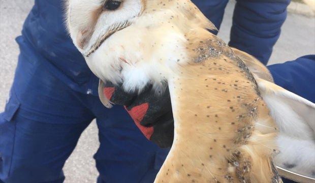 Yaralı bulunan peçeli baykuş koruma altına alındı