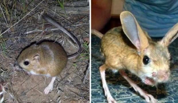 Kanguru faresi mi, Arap tavşanı mı?