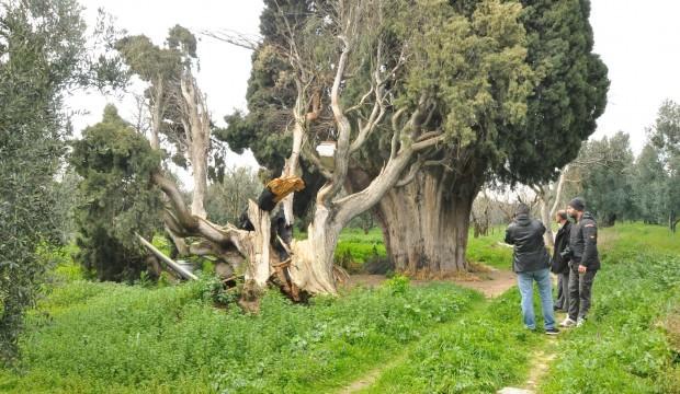 Görünce inanamadılar! 700 yıllık ağaçlar bu halde bulundu