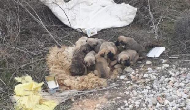 9 yavru köpeği çuvala koyup ölüme terk ettiler