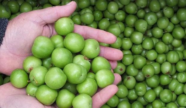 Kilosu 500 TL'den 200 TL'ye düştü