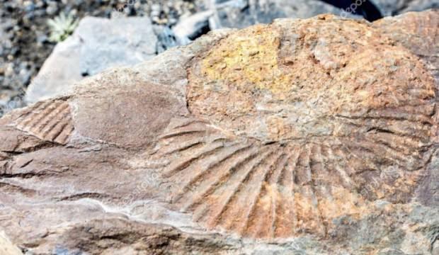 Muş'ta 11 milyon yıllık fosiller bulundu!