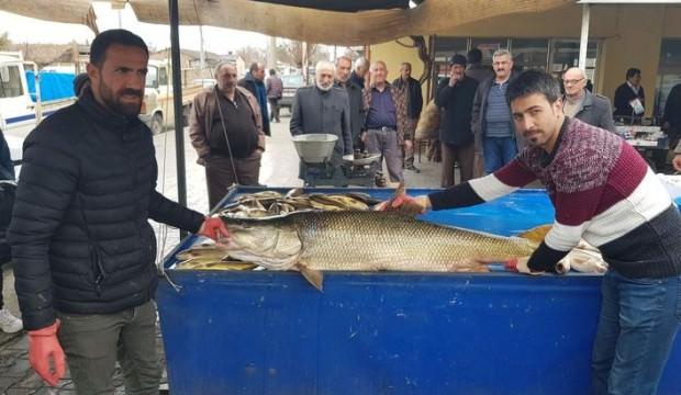 Nehirde 82 kiloluk turna balığı yakalandı
