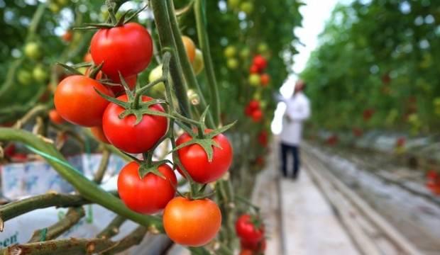 Rusya, Türk domatesinin kotasını artırmayı planlıyor