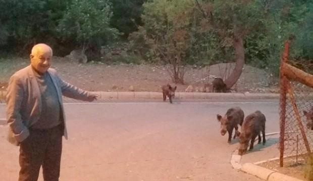 Marmaris'te yaban domuzları mahalleye indi