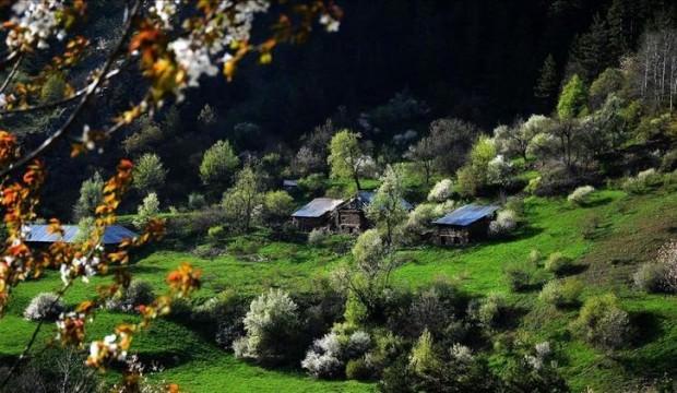 Orman alanlarımız artıyor
