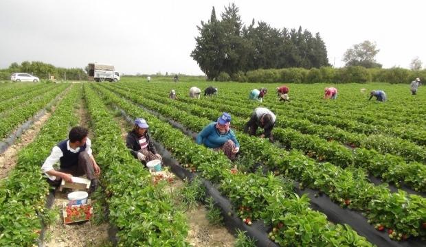 Çilek hasadı başladı: Rusya talebi arttırdı - Ekonomi Haberleri