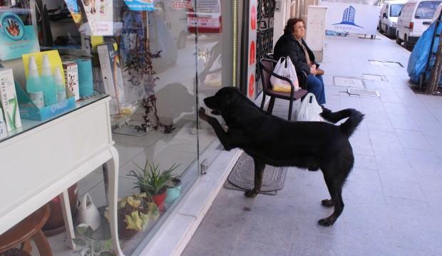 Akıllı köpek her gün aynı saatte kapıyı tıklayıp kendini sevdiriyor