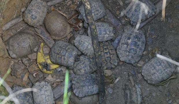 Kuyuda mahsur kalan 17 kaplumbağa ölmek üzereyken kurtarıldı