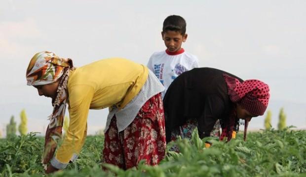 En fazla çocuk işçi tarım sektöründe