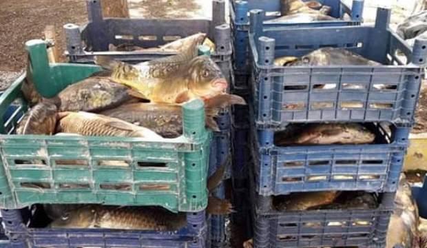 800 kilo kaçak balık ele geçirildi