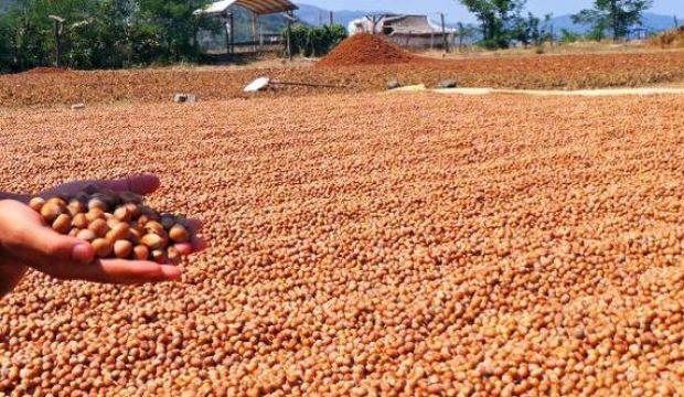 Ordu'da fındık fiyatı 16 liraya yükseldi