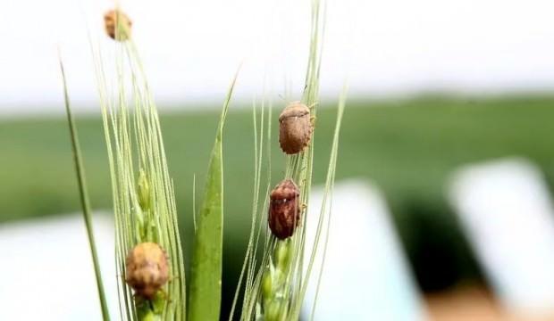 Laboratuvarda üretilip 800 bin adet doğaya salındı