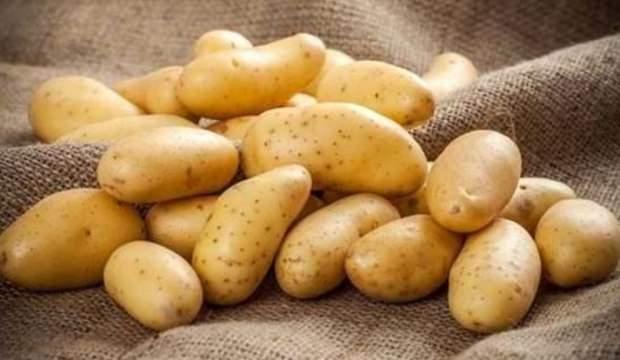 İki yeni çeşit yerli patates üretildi