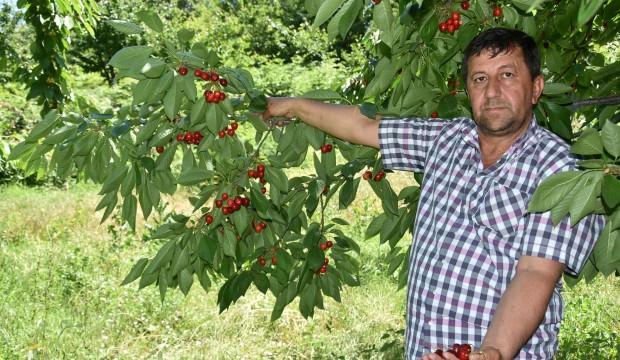Hasat zamanı geldi! Kraliyet sofrasında yer bulacak