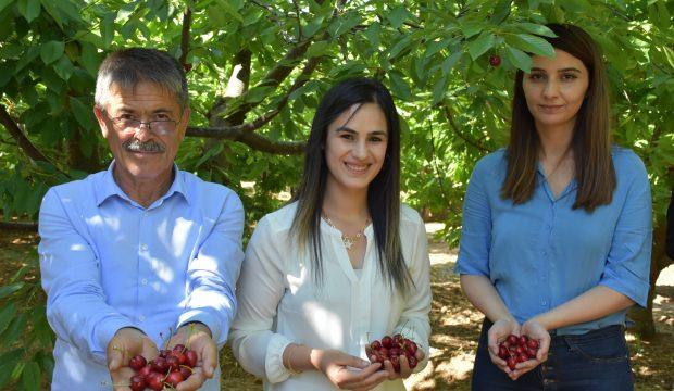 Dalbastı kirazının fiyatı üreticisini sevindirdi