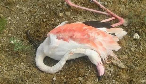 Konya'da korkunç görüntü! 20 flamingo bu halde bulundu