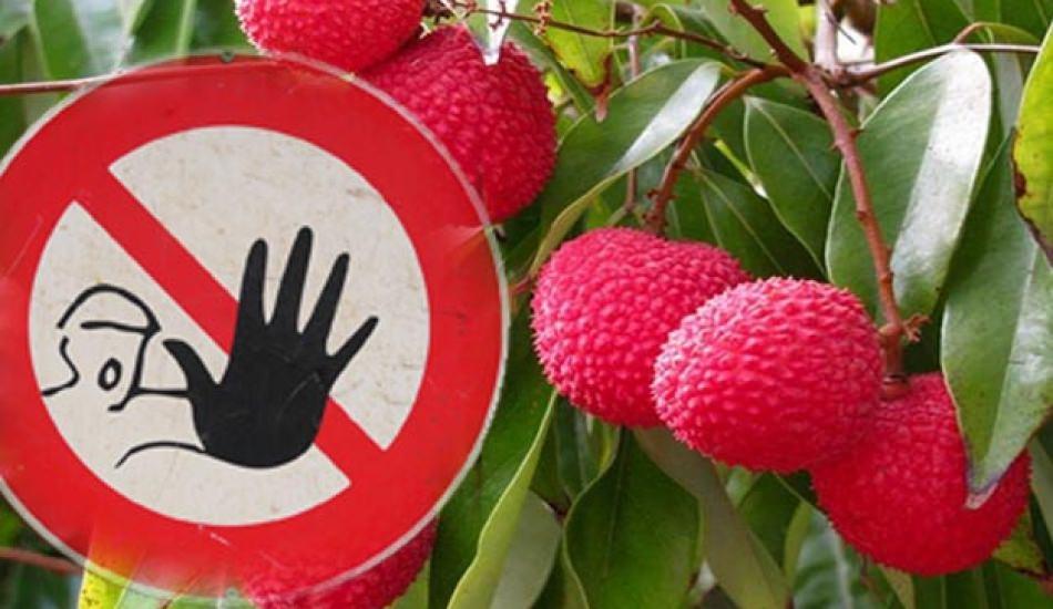 Lici Meyvesi Olume Yol Aciyor 53 Cocuk Oldu Yasam Haberleri Haber7