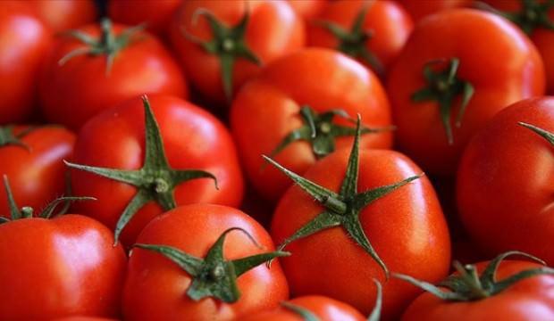 Rusya'ya domates ihracatındaki artış yüz güldürüyor