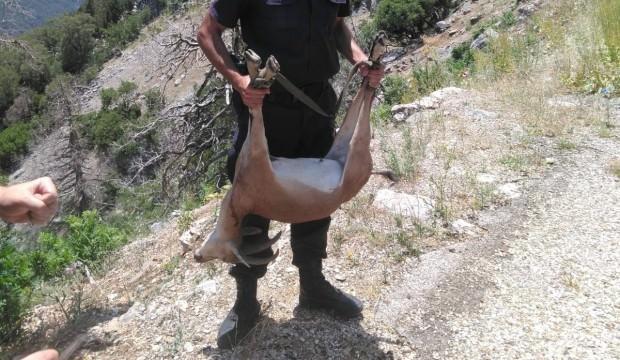 Bu keçiyi vurmanın bedeli çok ağır oldu