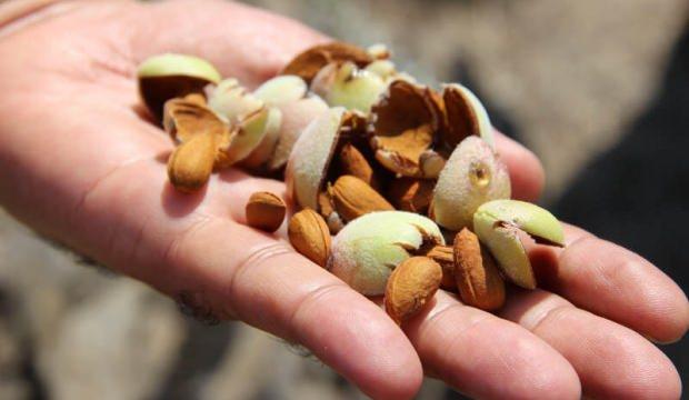 Her alanda kullanılıyor! Milyonlarca liralık gelir sağlayacak