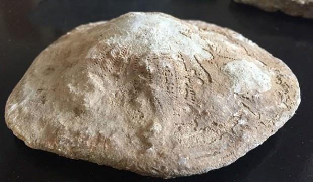 Kahramanmaraş'ta 35 milyon yıllık fosil bulundu