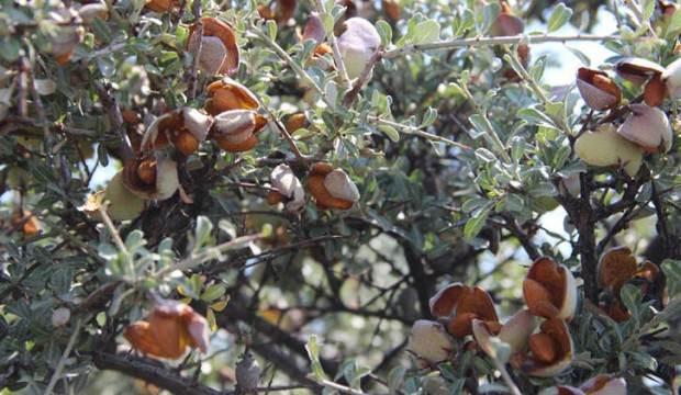 Milyonlarca liralık gelir sağlayacak