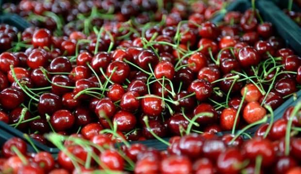 Napolyon kirazı üreticinin yüzünü güldürdü