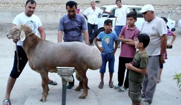Görenler hayrete düşüyor! Tam 192 kilo