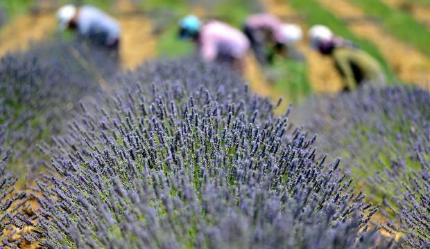 Lavanta üretimi desteklerle artıyor