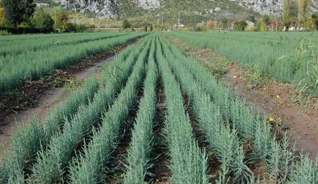 Türk ormancılarının başarısını Bakan Pakdemirli açıkladı