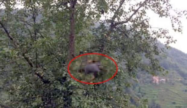 Armut toplamaya çıktığı ağaçta feci şekilde can verdi!