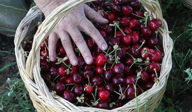 Türkiye'den Çin'e 3,3 milyon dolarlık kiraz ihracatı