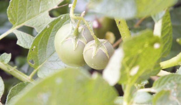 Yetkililer uyardı, sakın yemeyin! Domates değil zehirli patates