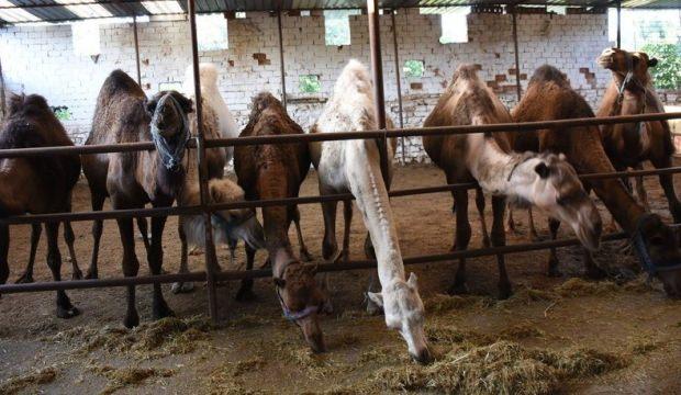 İşte kurbanlık deve fiyatları