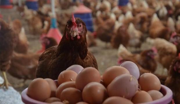 Kümes hayvancılığı üretim rakamları açıklandı