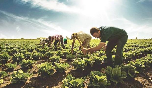 ABD-Çin çekişmesi Türk çiftçilere yarar