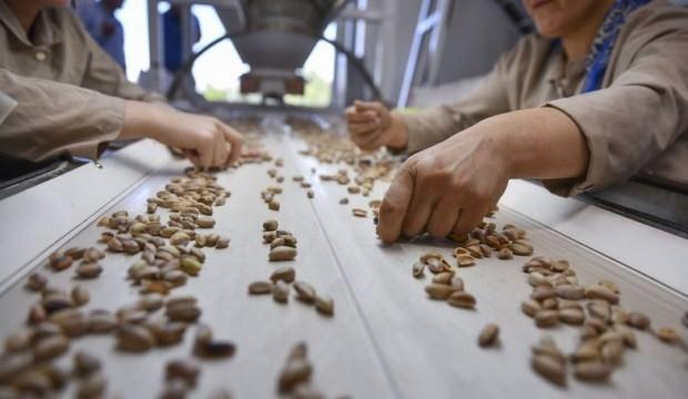 Antep fıstığında rekolte düştü, fiyatlar arttı