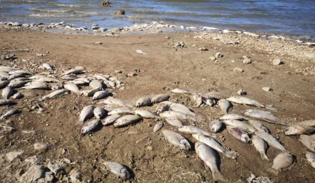Binlerce ölü balık kıyıya vurdu!