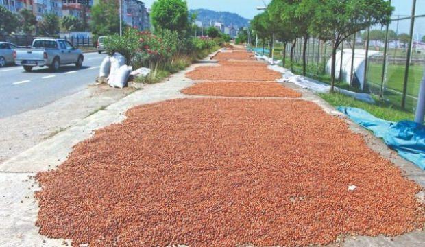 Fındıkta tüm zamanların rekoru bekleniyor