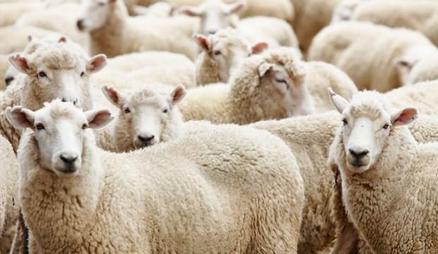 Kurbanlıkları satanlar bayram yapıyor satamayan bekleyişte
