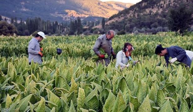 Resmi olarak açıklandı! İşte tütün açık artırma fiyatları