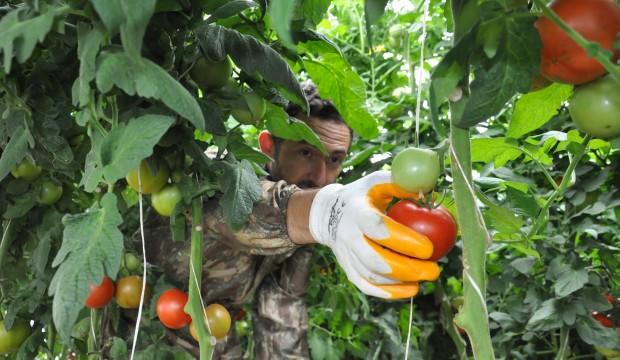 Gazeteciliği bıraktı, sera kurup domates yetiştirmeye başladı