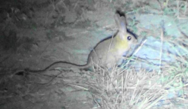 Sivas'ta, 'Arap tavşanı' görüntülendi