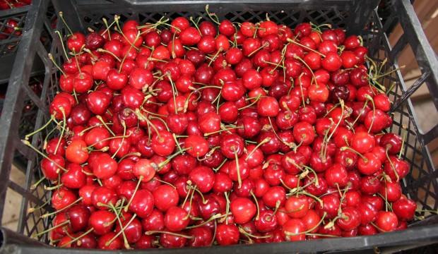 Çin'e kiraz ihraç edilmesinin önü açıldı