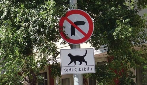 İstanbul'da dikkat çeken 'Kedi Çıkabilir' tabelaları